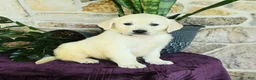 Golden Retriever dogs for sale: Dylan - Ad 1
