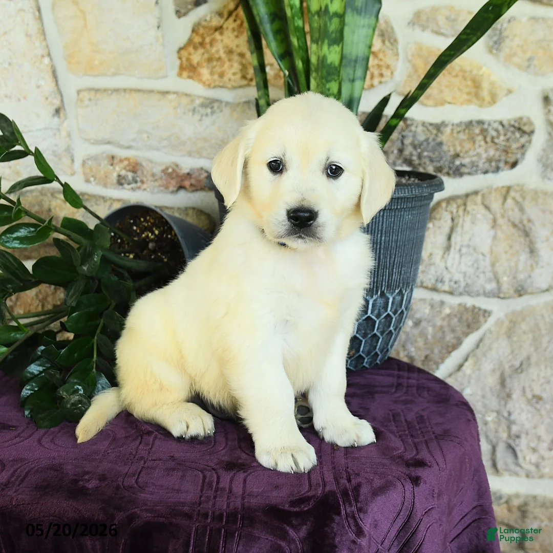 Golden Retriever dogs for sale: Dylan - Ad 1