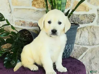 Golden Retriever dogs for sale: Dylan - Ad 1