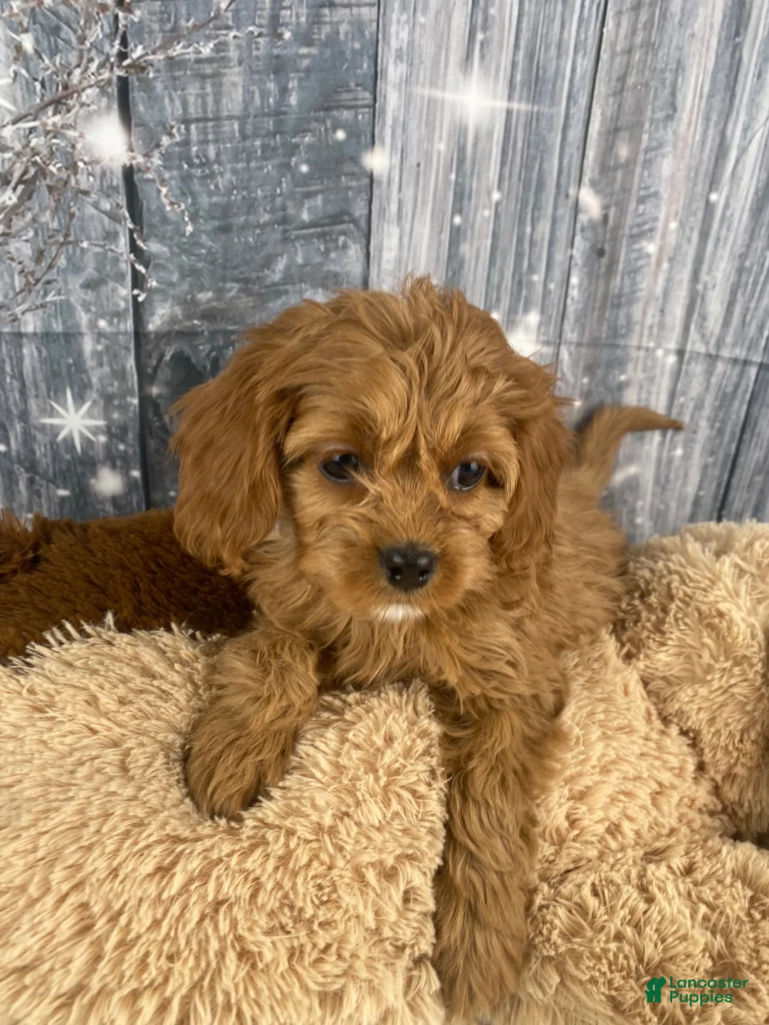 Cavapoo dogs for sale: Rosie - Ad 2