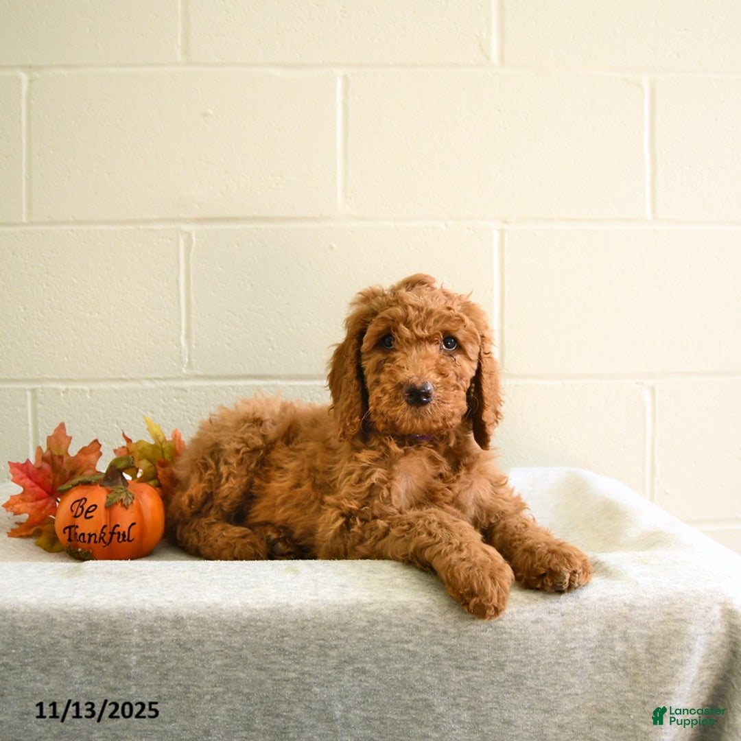 Standard Poodle dogs for sale: Nala - Ad 2