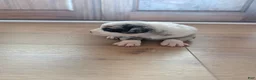 Australian Shepherd dogs for sale: Brownie: Female Merle Standard Australian Shepherd  - Ad 9