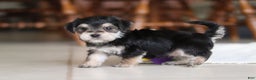 Morkie dogs for sale: Benson - Ad 13