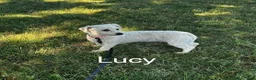 Bichon Frise dogs for sale: Bichon Frise 3 Maggie - Ad 3