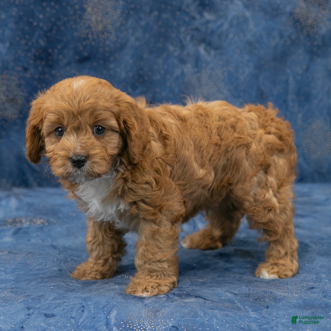 Cavapoo dogs for sale: Buster - Ad 6