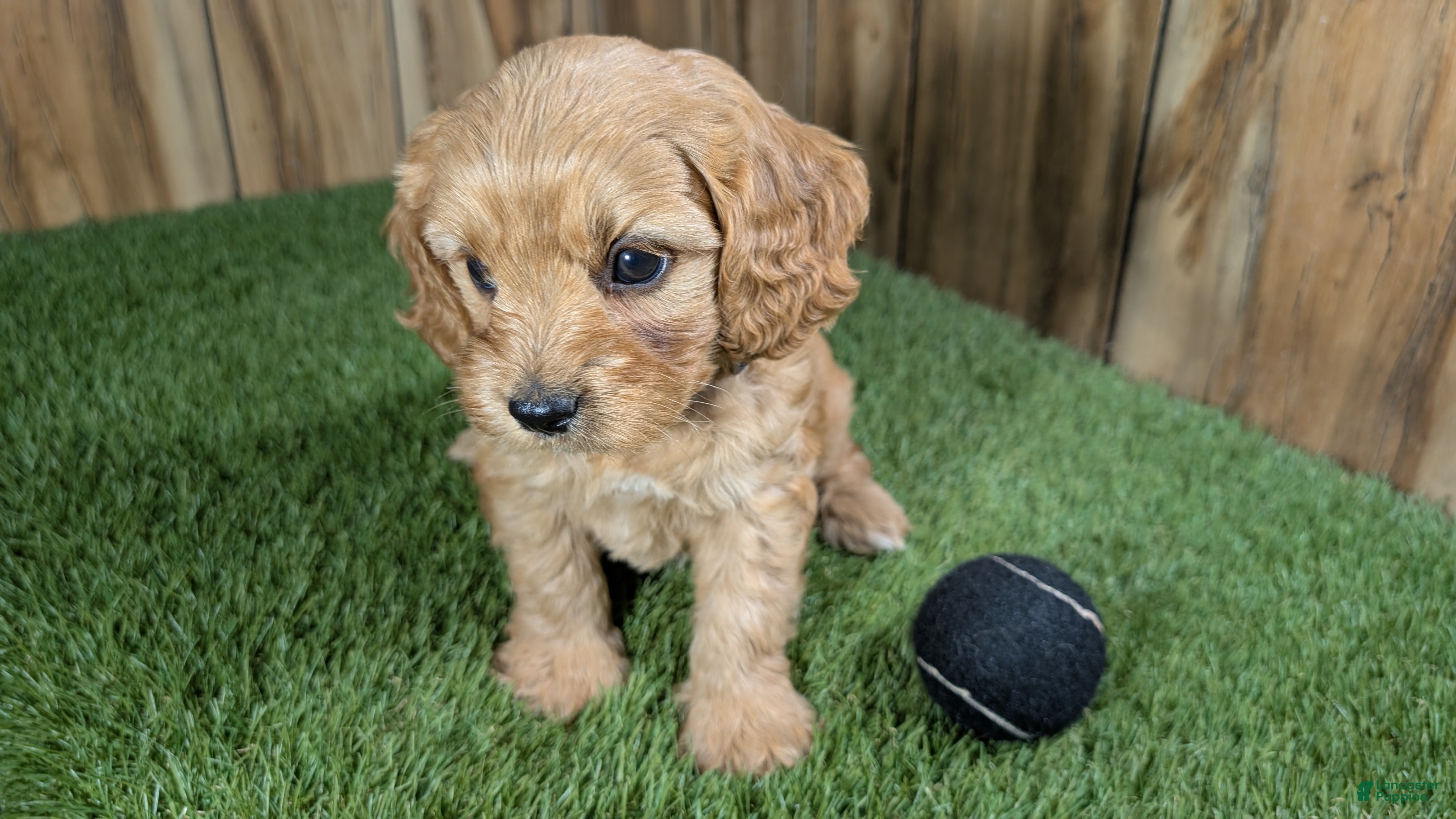 Cavapoo dogs Jazzy Boy 4 - Ad 2