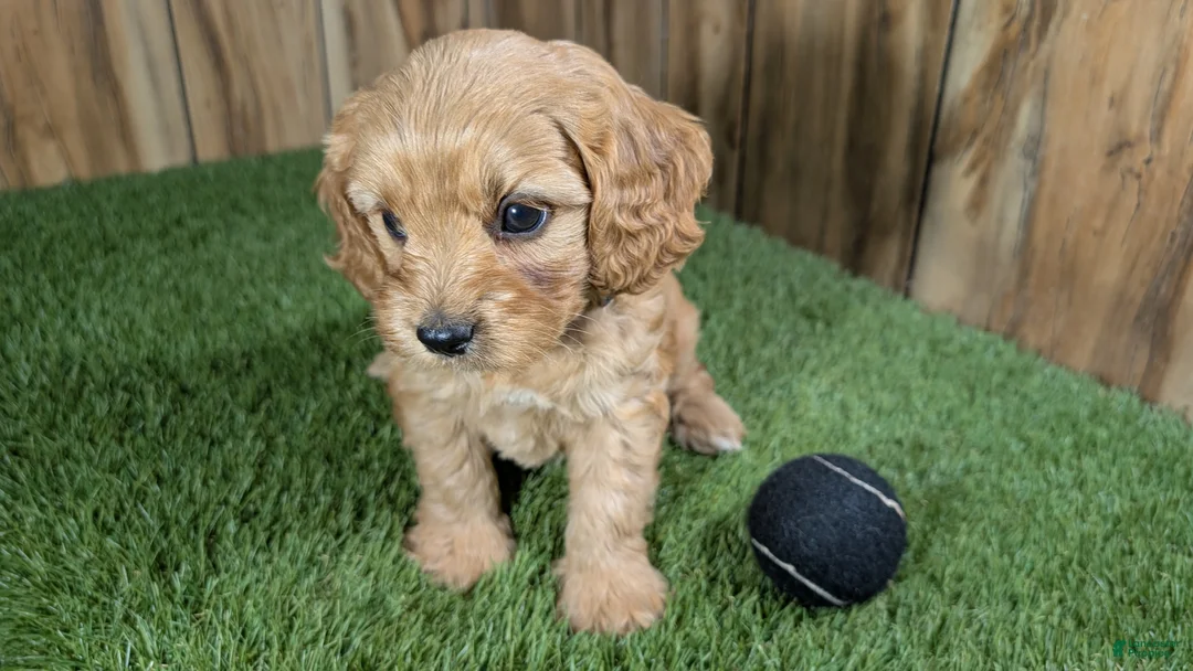 Cavapoo dogs for sale: Jazzy Boy 4 - Ad 2