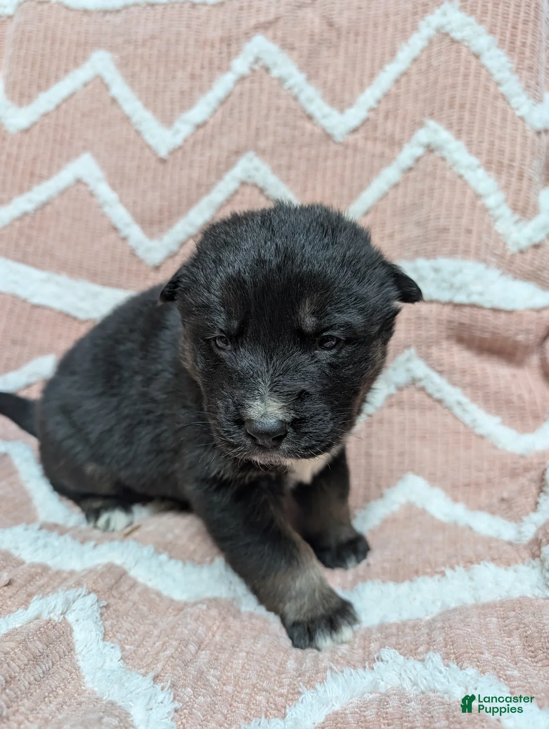 Gerberian Shepsky dogs for sale: Mia - Ad 1