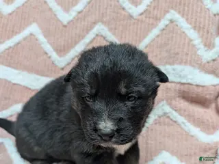 Gerberian Shepsky dogs Mia - Ad 1