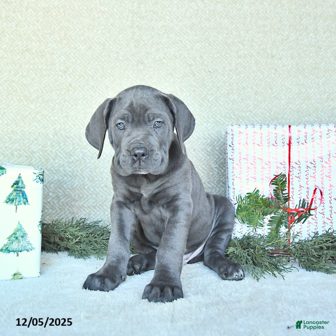 Cane Corso dogs for sale: Zane - Ad 4