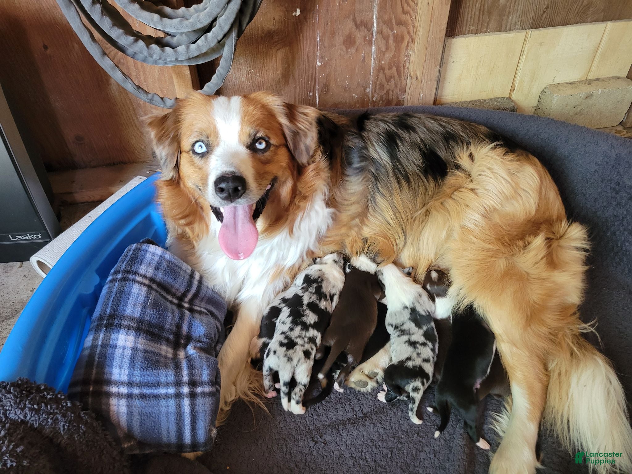 Australian Shepherd dogs Australian Shepherd 1 - Ad 2