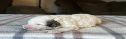 Mixed Breed dogs for sale: Parti Phantom Merle Micro Bernedoodle - Ad 6