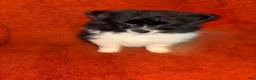 Pomeranian dogs for sale: Pomeranian 3 - Ad 4