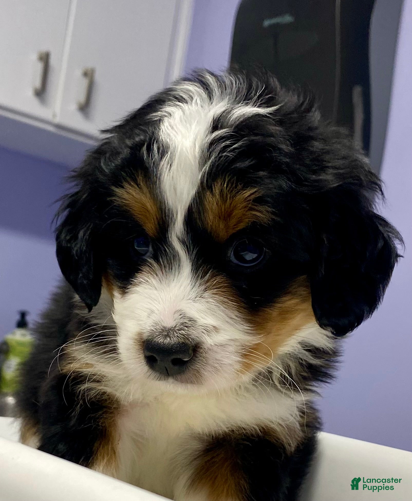 Bernedoodle dogs Bailey - Ad 31