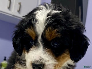 Bernedoodle dogs Bailey - Ad 31