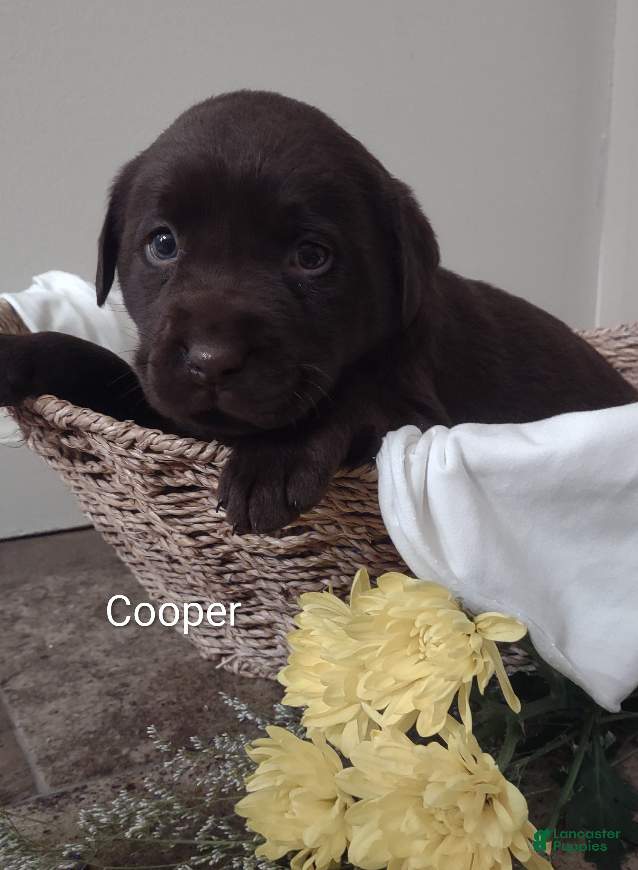 Labrador Retriever dogs Cooper - Ad 41