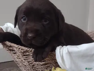 Labrador Retriever dogs Cooper - Ad 41