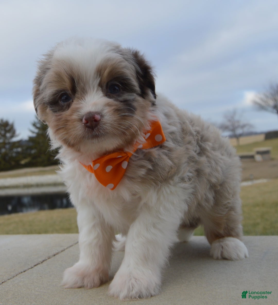 Mini Aussiedoodle dogs for sale: Toy Axel - Ad 9