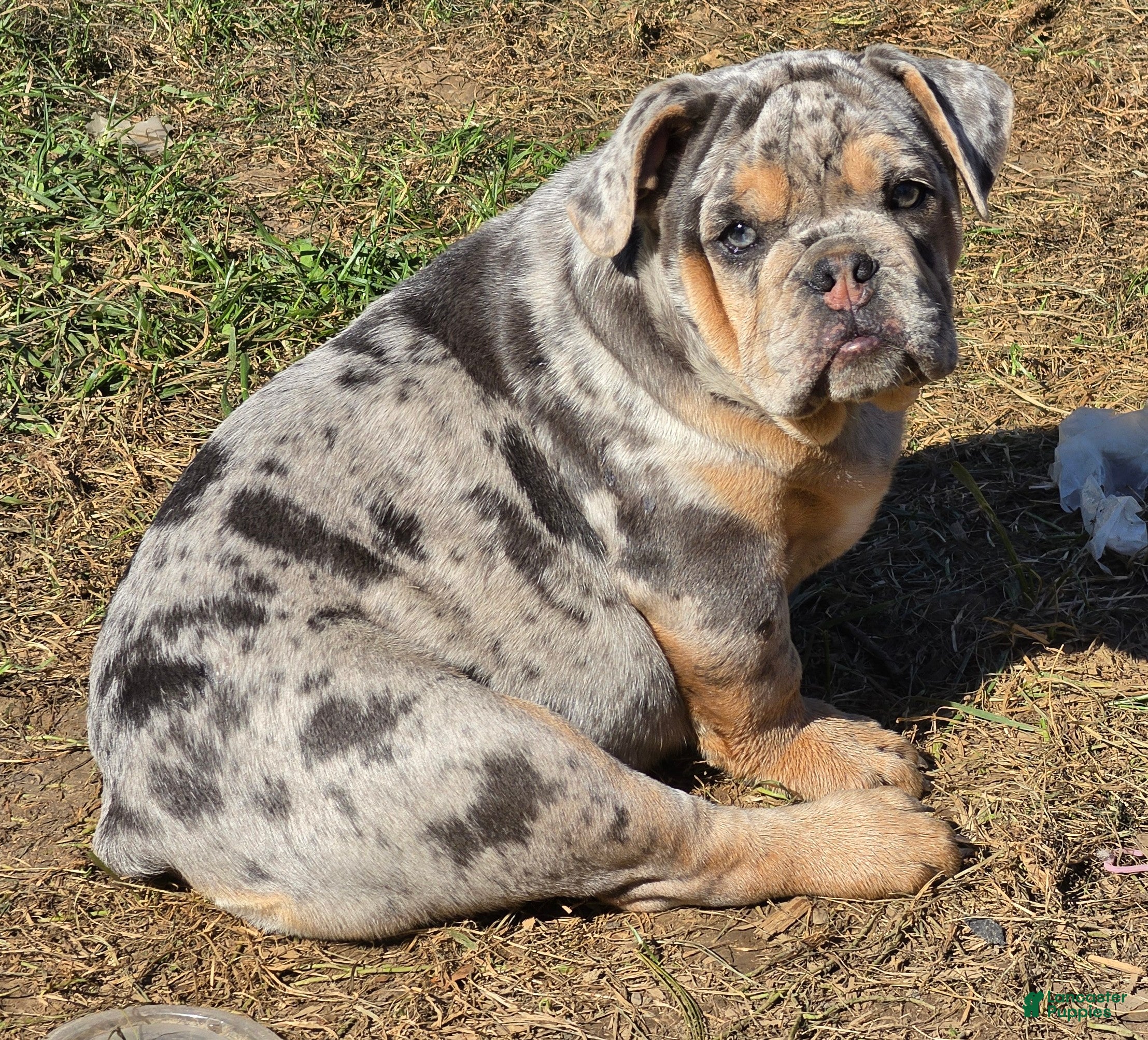 English Bulldog dogs Tinsel the blue merle  - Ad 2