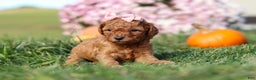 Cavapoo dogs for sale: Brooke - Ad 6