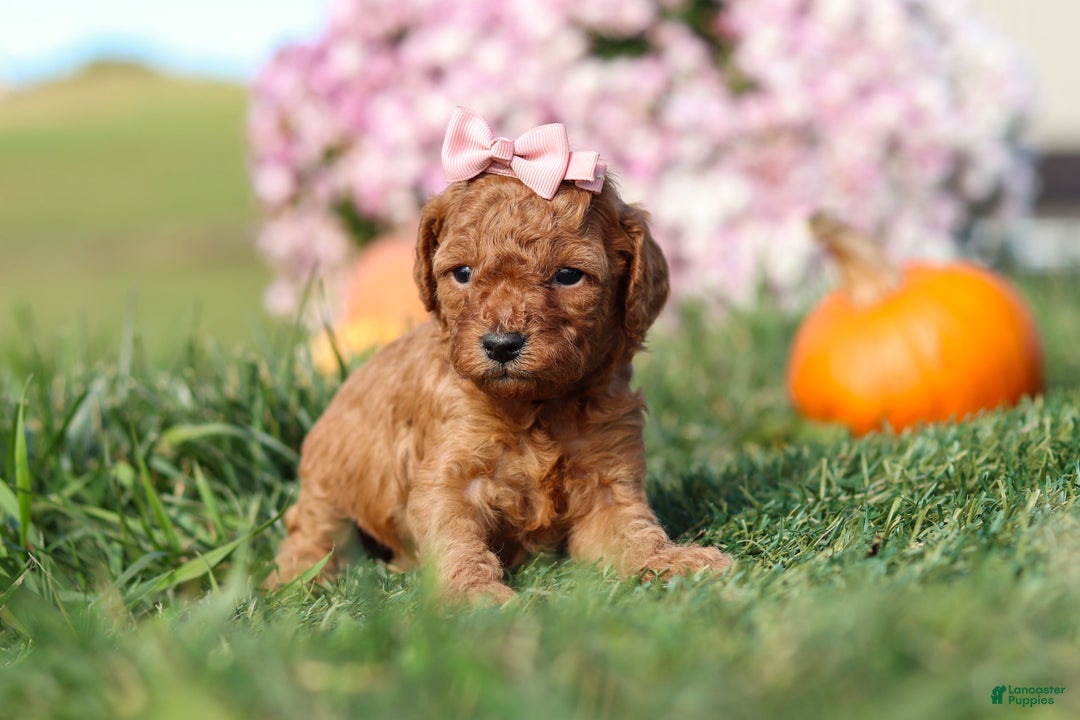 Cavapoo dogs for sale: Brooke - Ad 6