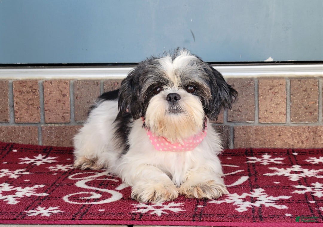 Teddy Bear dogs for sale: Bailey - Ad 10