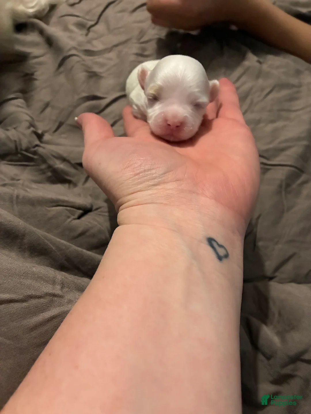 Mixed Breed dogs for sale: Mixed Breed Puppy 3 - Ad 1