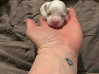 Mixed Breed dogs Mixed Breed Puppy 3 - Ad 27