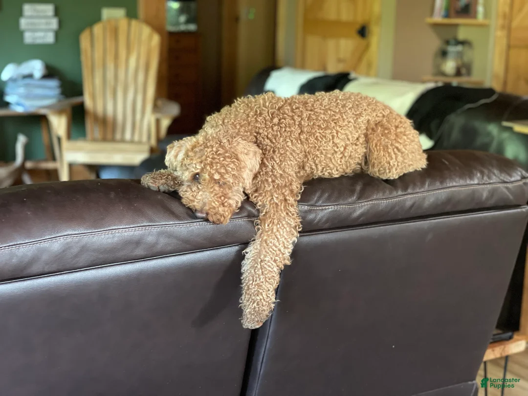 Mini Goldendoodle dogs for sale: Red Male Mini Goldendoodle - Ad 4