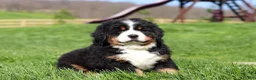 Bernese Mountain Dog dogs for sale: Drew - Ad 5