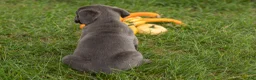 Cane Corso dogs for sale: Max - Ad 4