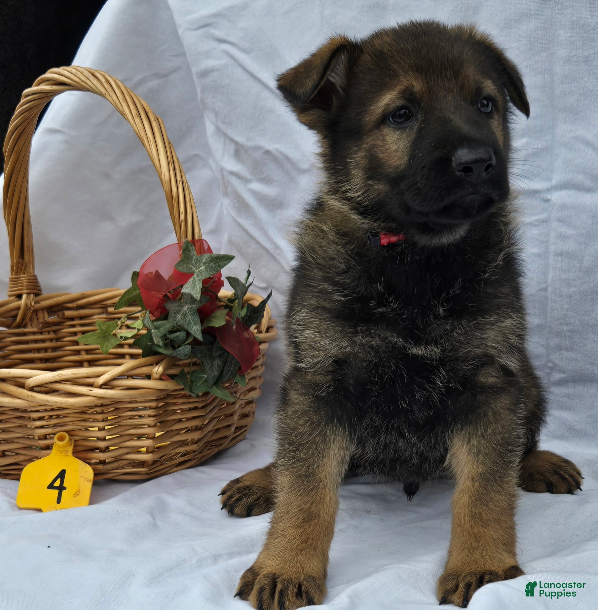 German Shepherd dogs Joe - Ad 35