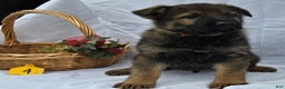 German Shepherd dogs for sale: Joe - Ad 1