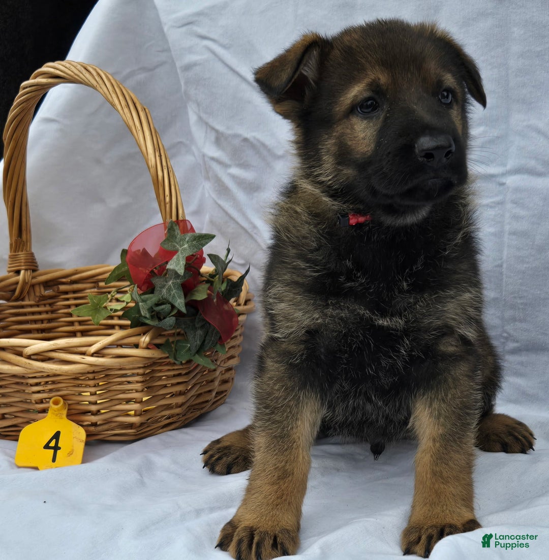 German Shepherd dogs for sale: Joe - Ad 1