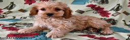 Cockapoo dogs for sale: Willow - Ad 2