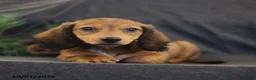 Miniature Dachshund dogs for sale: Virgil - Ad 5