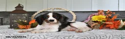 Cavalier King Charles Spaniel dogs for sale: Jordan - Ad 10