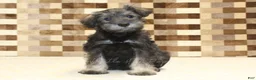 Miniature Schnauzer dogs for sale: Teddy - Ad 3