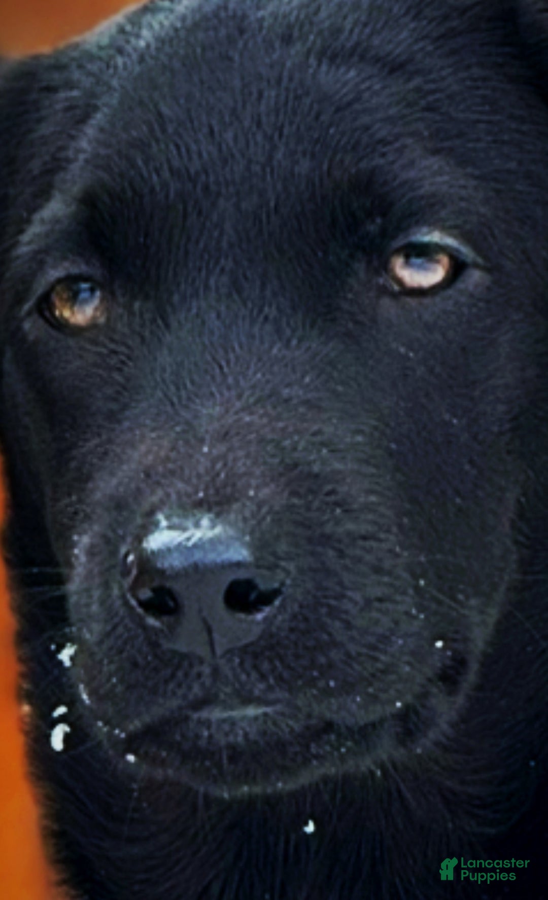 Labrador Retriever dogs for sale: Labrador Retriever Puppy 1 - Ad 13