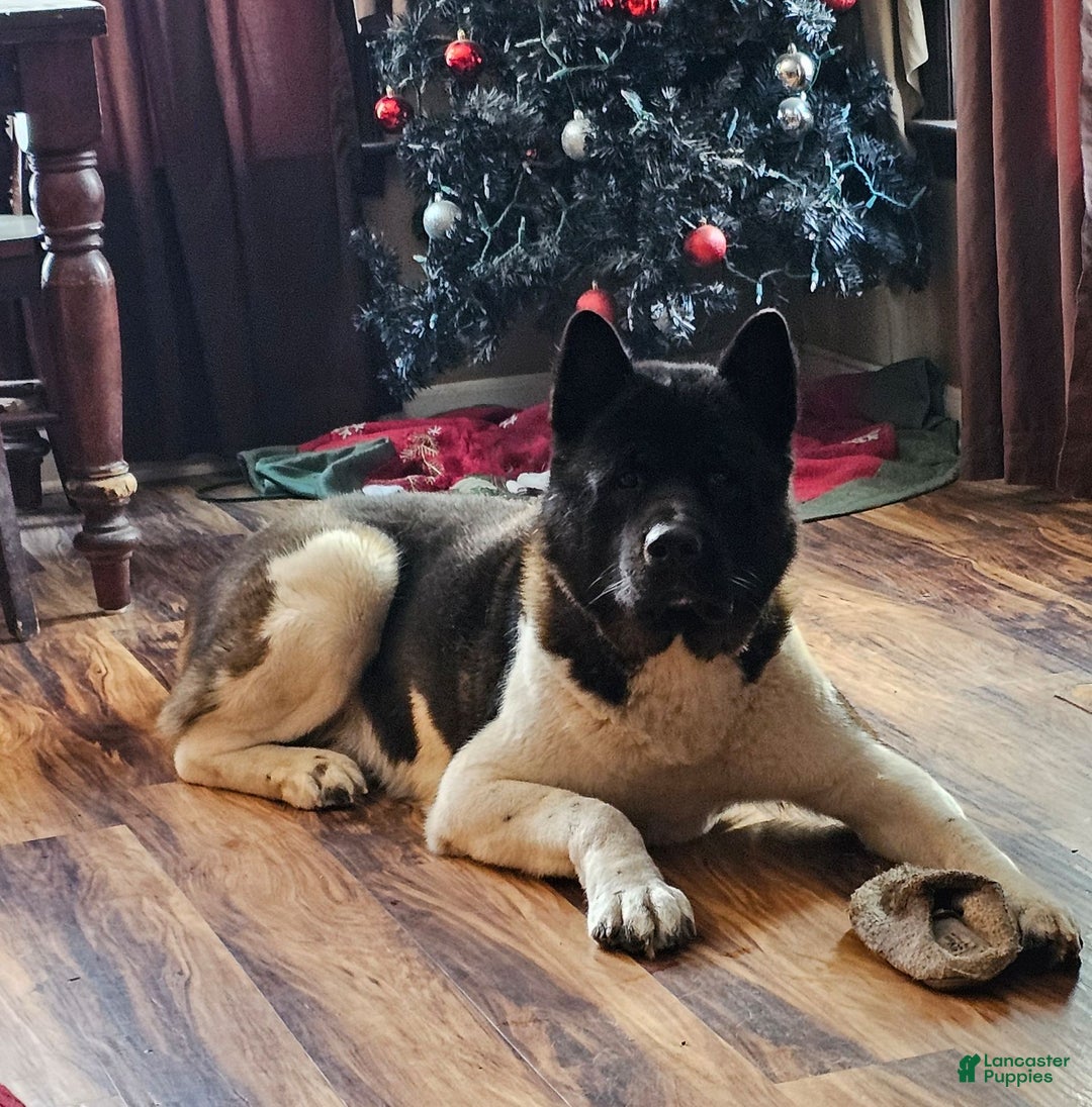 Akita dogs for sale: Troy - Ad 9