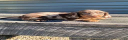 Miniature Dachshund dogs for sale: Hank - Ad 5