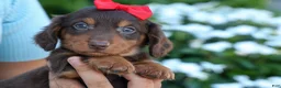 Miniature Dachshund dogs for sale:  Zane 🦴 - Ad 8