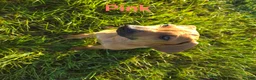 Rhodesian Ridgeback dogs for sale: Pink Girl - Ad 3
