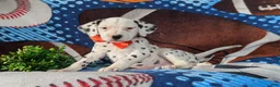 Dalmatian dogs for sale: Kaden - Ad 3