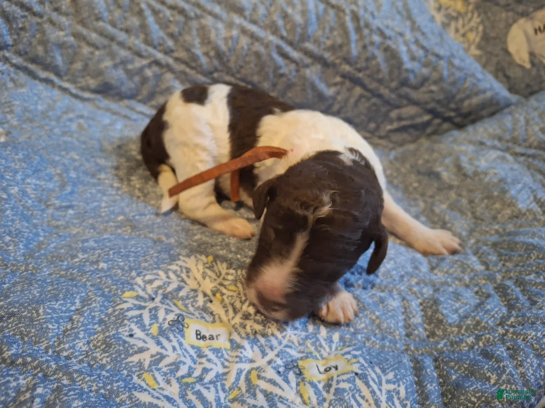 Labradoodle dogs for sale: *REDUCED* Goji - Ad 11