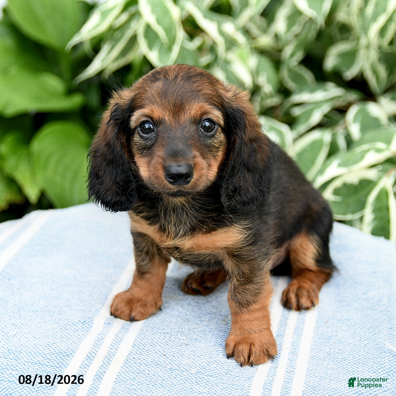 Miniature Dachshund dogs Marley - Ad 1