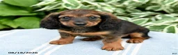 Miniature Dachshund dogs for sale: Marley - Ad 1