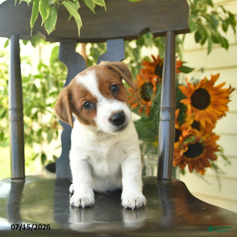 Jack Russell Terrier dogs Penny  - Ad 2