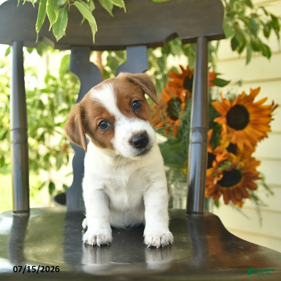Jack Russell Terrier dogs for sale: Penny  - Ad 2