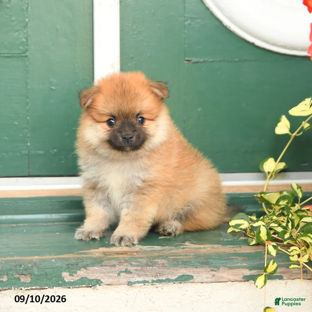 Pomeranian dogs for sale: Max - Ad 1